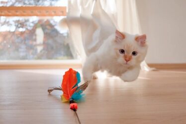 cat playing