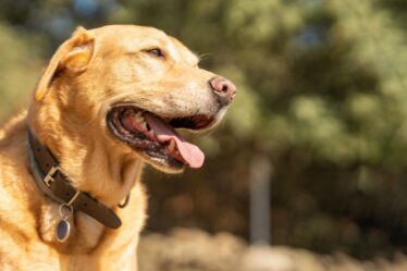 Designer dog collar