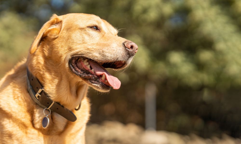 Designer dog collar