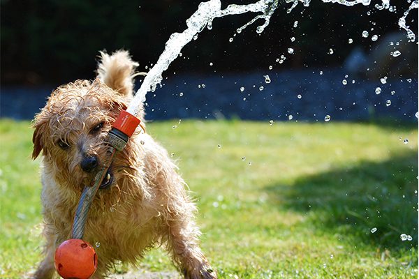 Pet Groomers