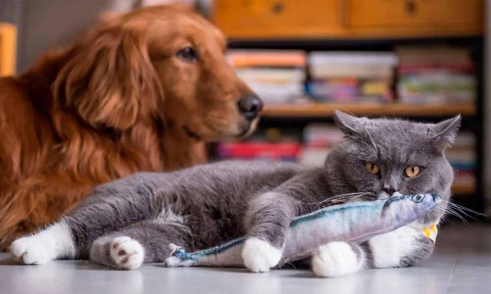 Natural Flea and Tick Repellent for Dogs and Cats