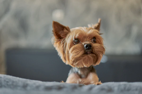 Yorkie puppies 