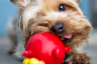Yorkie puppies